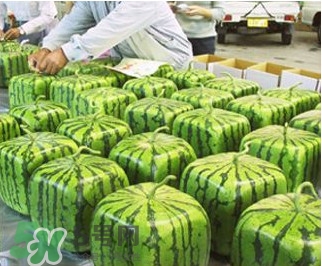 方形西瓜哪里有賣的？哪里可以買到方形西瓜