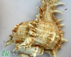 海螺是寒性的嗎？海螺是熱性還是涼性的