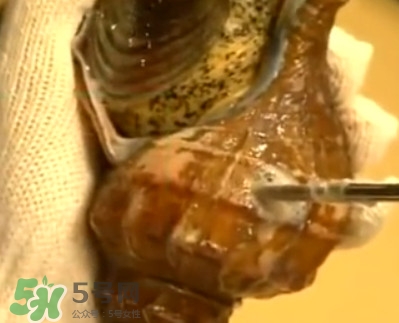 海螺怎樣吃才正確圖解？海螺哪里不能吃圖示