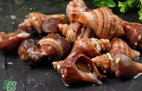 海螺是蒸還是煮？海螺的尾部是黃還是屎