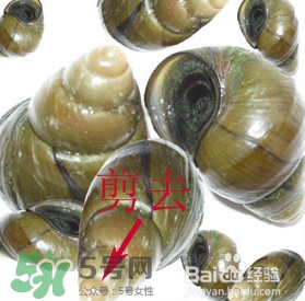 海螺怎樣吃才正確圖解？海螺哪里不能吃圖示