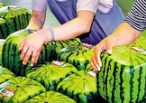方形西瓜多少錢一斤2017？ 方形西瓜模具一個(gè)多少錢