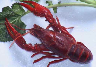 潛江小龍蝦和盱眙小龍蝦哪個(gè)有名？哪個(gè)好吃？