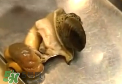 海螺怎樣吃才正確圖解？海螺哪里不能吃圖示