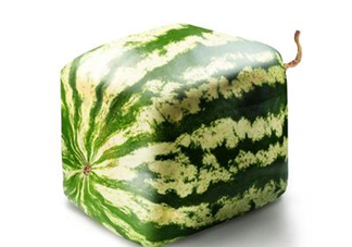 方形西瓜是如何種出來的？方形西瓜是怎么長(zhǎng)成的