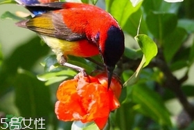 石榴花有毒嗎？石榴花能吃嗎？