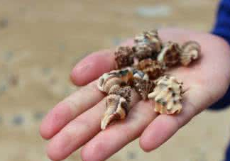 海螺是寒性的嗎？海螺是熱性還是涼性的