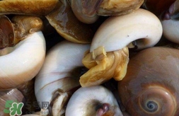海螺是發(fā)物嗎？海螺是不是發(fā)物