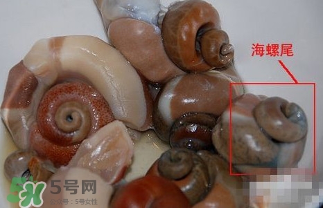 海螺是發(fā)物嗎？海螺是不是發(fā)物