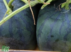 方形西瓜是如何種出來的？方形西瓜是怎么長成的