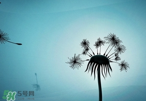 蒲公英開花了還能吃嗎？蒲公英開花的好還是不開花的好？