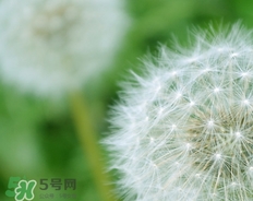 蒲公英開花了還能吃嗎？蒲公英開花的好還是不開花的好？