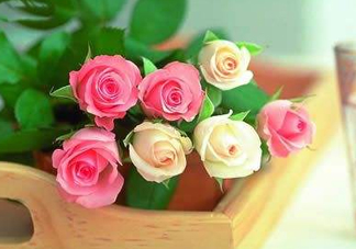 父親節(jié)可以送花嗎？父親節(jié)送什么花最合適？