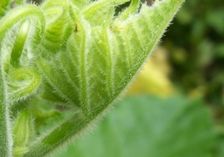 南瓜藤孕婦可以吃嗎？懷孕可以吃南瓜藤嗎？