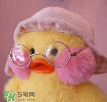 cafemimi玻尿酸鴨哪里有？cafemimi玻尿酸鴨怎么買？