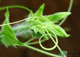 南瓜藤的葉子可以吃嗎？南瓜藤葉子上的絨毛可以吃嗎？