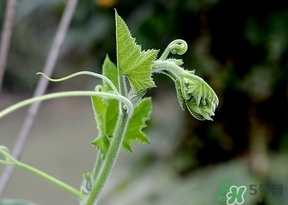 南瓜藤的葉子可以吃嗎？南瓜藤葉子上的絨毛可以吃嗎？