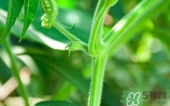 南瓜藤絨毛怎么去除？南瓜藤絨毛去除方法