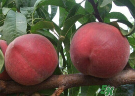 毛桃和雞蛋能一起吃嗎？吃完毛桃可以吃雞蛋嗎？