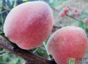 毛桃和雞蛋能一起吃嗎？吃完毛桃可以吃雞蛋嗎？