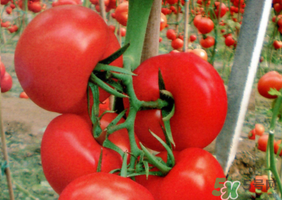 油桃和西紅柿能一起吃嗎？毛桃和西紅柿能一起吃嗎？