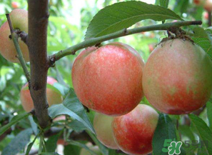 油桃和西紅柿能一起吃嗎？毛桃和西紅柿能一起吃嗎？