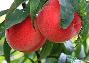 水蜜桃不能和什么一起吃？水蜜桃和什么不能一起吃？