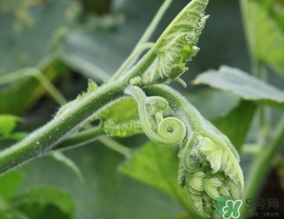 南瓜藤孕婦可以吃嗎？懷孕可以吃南瓜藤嗎？