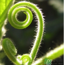 南瓜藤孕婦可以吃嗎？懷孕可以吃南瓜藤嗎？