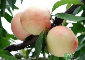 水蜜桃可以放冰箱嗎？水蜜桃放冰箱能放多久？