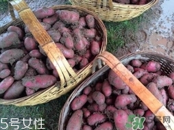 紅土豆是轉(zhuǎn)基因的嗎？紅土豆和正常土豆的區(qū)別