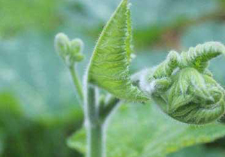 南瓜藤的葉子可以吃嗎？南瓜藤葉子上的絨毛可以吃嗎？