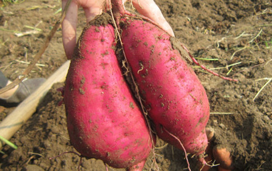 紫薯能減肥嗎？紫薯和紅薯哪個更減肥