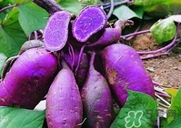 紫薯怎么做好吃？紫薯蒸多久能熟