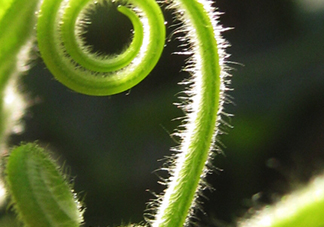 南瓜藤絨毛怎么去除？南瓜藤絨毛去除方法