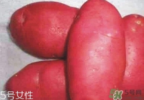 紅土豆是轉(zhuǎn)基因的嗎？紅土豆和正常土豆的區(qū)別