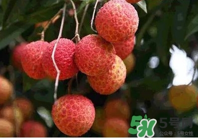 糯米糍荔枝多少錢一斤2017？糯米糍荔枝市場價(jià)格