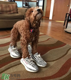 adidas yeezy 350 v2 boost zebra白斑馬怎么買(mǎi)_搶購(gòu)攻略 adidas yeezy 350 v2 boost zebra白斑馬怎么買(mǎi)_搶購(gòu)攻略