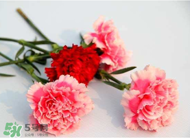 父親節(jié)可以送康乃馨嗎？父親節(jié)送康乃馨好不好？