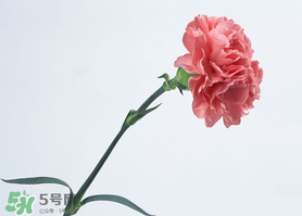 父親節(jié)可以送康乃馨嗎？父親節(jié)送康乃馨好不好？