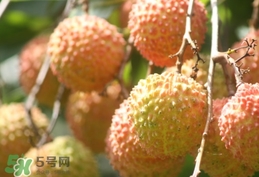 桂味荔枝和妃子笑哪個好吃？桂味荔枝和妃子笑區(qū)別