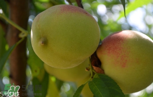 九仙桃什么時候成熟？九仙桃什么時候上市