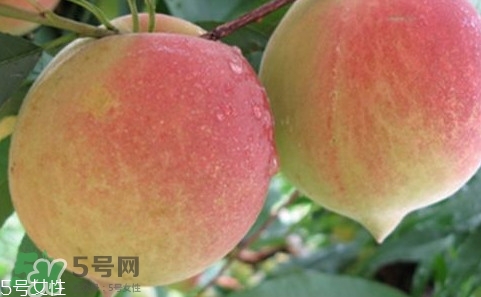 鷹嘴桃多少錢一斤2017？鷹嘴桃市場(chǎng)價(jià)格