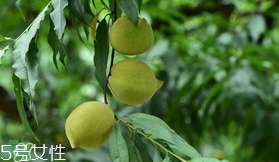 鷹嘴桃?guī)自路莩墒?？鷹嘴桃什么時候成熟