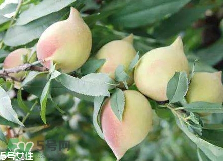 鷹嘴桃?guī)自路莩墒?？鷹嘴桃什么時候成熟