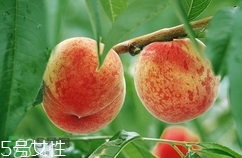 九仙桃怎么保鮮？九仙桃可保鮮多長時(shí)間