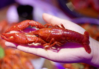 2017常州龍蝦節(jié)什么時候？2017常州龍蝦節(jié)在哪里？