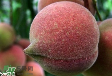 九仙桃怎么保鮮？九仙桃可保鮮多長時(shí)間