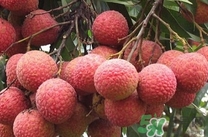 黑葉荔枝有什么功效？黑葉荔枝吃多了會怎樣？