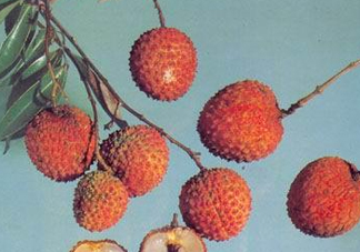 糯米糍荔枝產(chǎn)地是哪里？糯米糍荔枝上火嗎